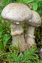 Cortinarius rusticus