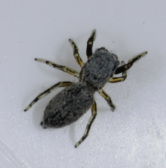 Tutelina