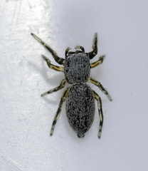 Tutelina