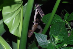 Polypedates leucomystax