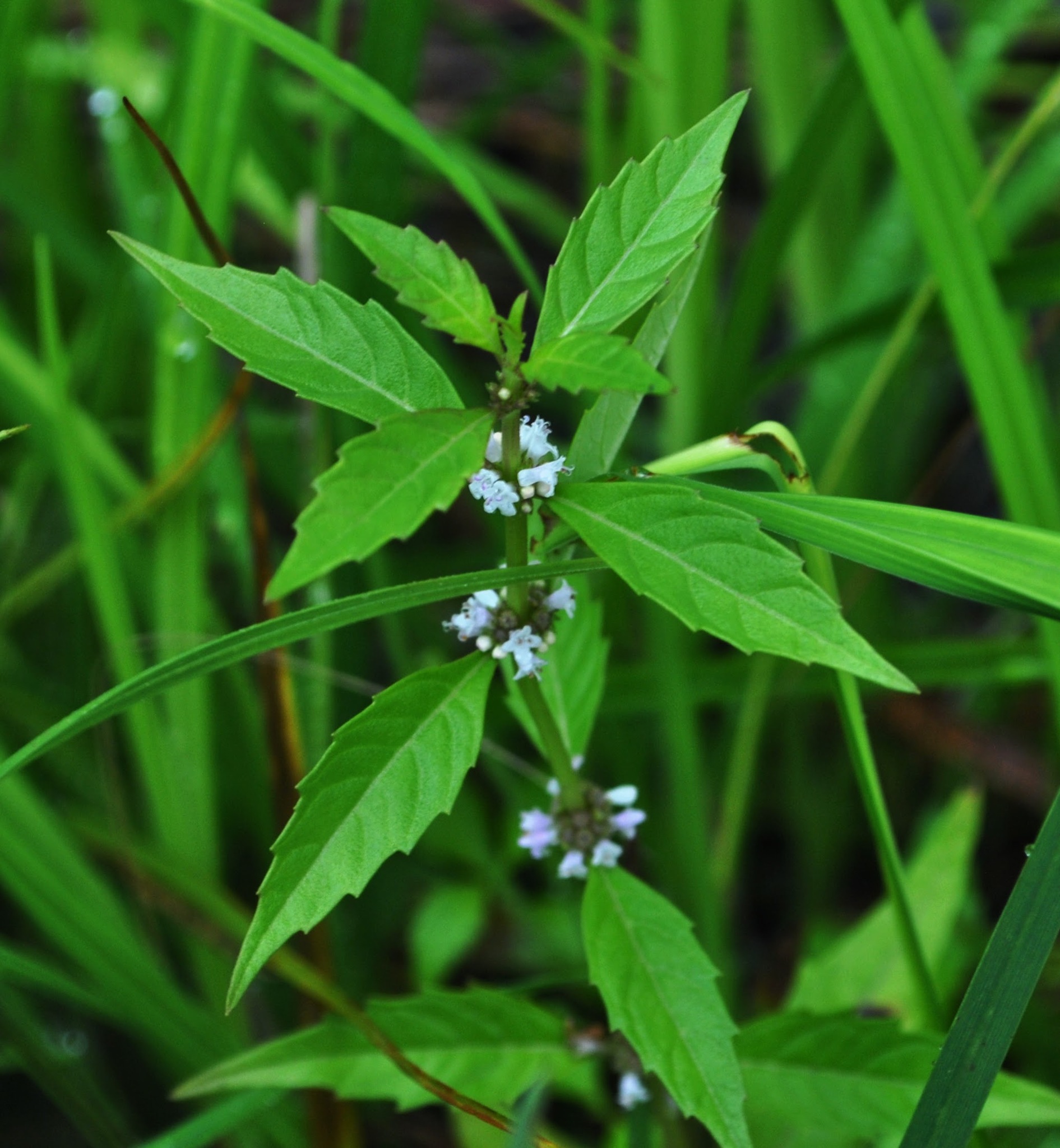Lycopus uniflorus