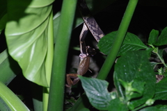 Polypedates leucomystax