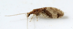 Micromus africanus