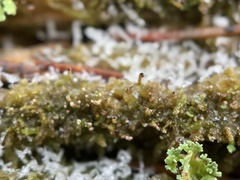 Crossocalyx hellerianus