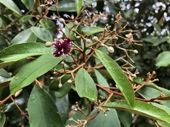 Quadrella odoratissima