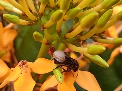 Homotrigona apicalis