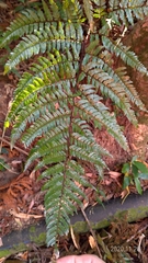 Dryopteris sordidipes