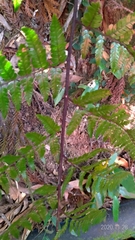 Dryopteris sordidipes