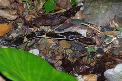 Hebius pryeri
