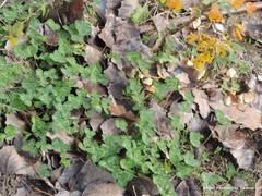 Trifolium hirtum