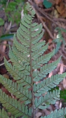 Dryopteris sordidipes