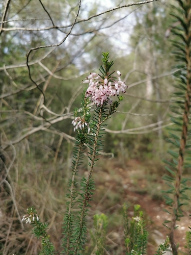 Erica multiflora (Erica multiflora)