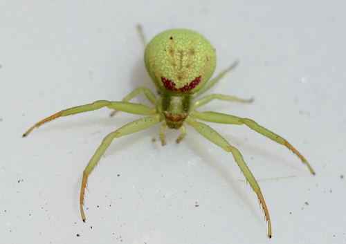 Rosy-banded crab spider photo 5