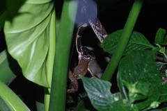 Polypedates leucomystax