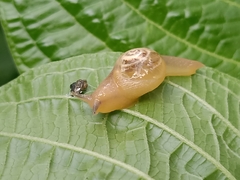 Helicarion perfragilis
