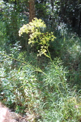 Peucedanum officinale
