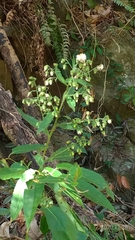 Blumea aromatica