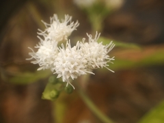 Ageratina altissima