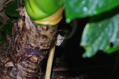 Polypedates leucomystax