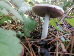 Amanita