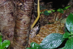 Polypedates leucomystax