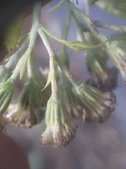 Ageratina altissima