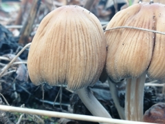 Coprinellus micaceus