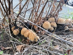 Coprinellus micaceus