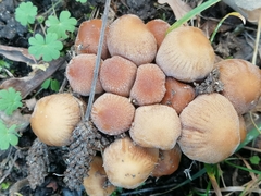 Coprinellus micaceus