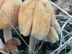 Coprinellus micaceus