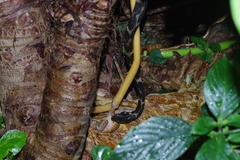 Polypedates leucomystax