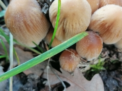 Coprinellus micaceus