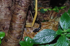 Polypedates leucomystax