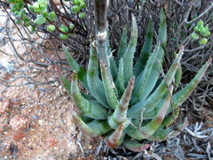 Aloe krapohliana