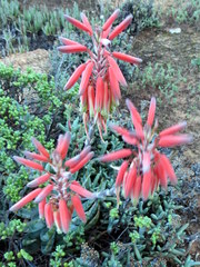 Aloe krapohliana
