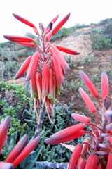 Aloe krapohliana