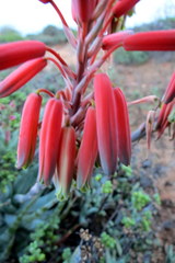Aloe krapohliana