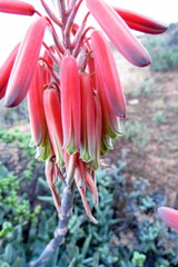 Aloe krapohliana