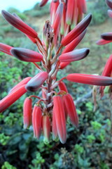 Aloe krapohliana