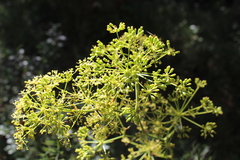 Peucedanum officinale