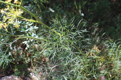 Peucedanum officinale