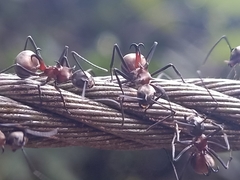 Polyrhachis bihamata