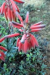 Aloe krapohliana