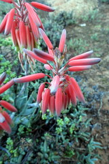 Aloe krapohliana
