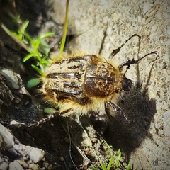 Tropinota squalida