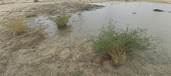 Caroxylon imbricatum