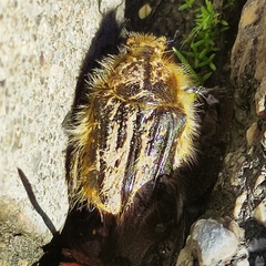 Tropinota squalida