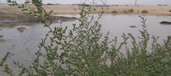 Caroxylon imbricatum