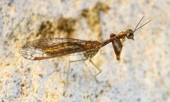 Leptomantispa pulchella