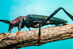 Aphrodisium semiignitum